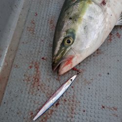 サンマリン 釣果