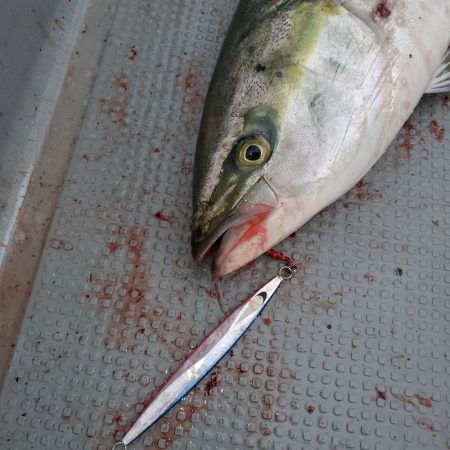 サンマリン 釣果