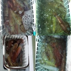 シーライオン 釣果