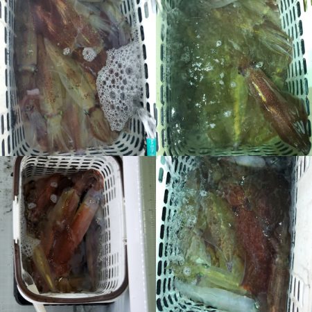 シーライオン 釣果