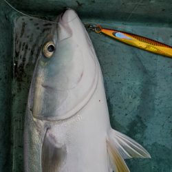 サンマリン 釣果