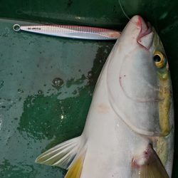 サンマリン 釣果