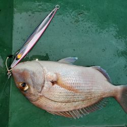 サンマリン 釣果