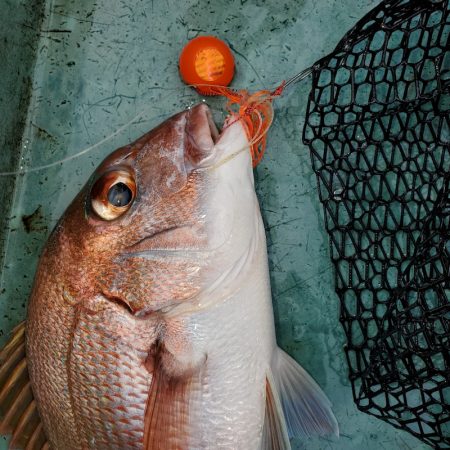 サンマリン 釣果