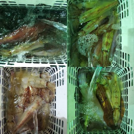 シーライオン 釣果