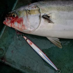 サンマリン 釣果