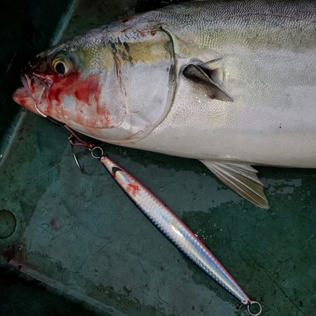 サンマリン 釣果