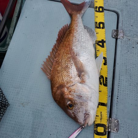 サンマリン 釣果