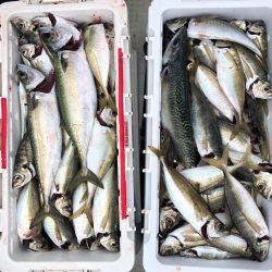 フィッシング　キッタカ 釣果