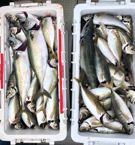 フィッシング　キッタカ 釣果