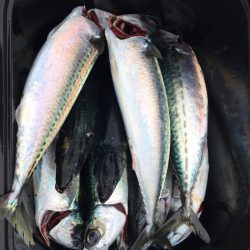 渡船屋たにぐち 釣果