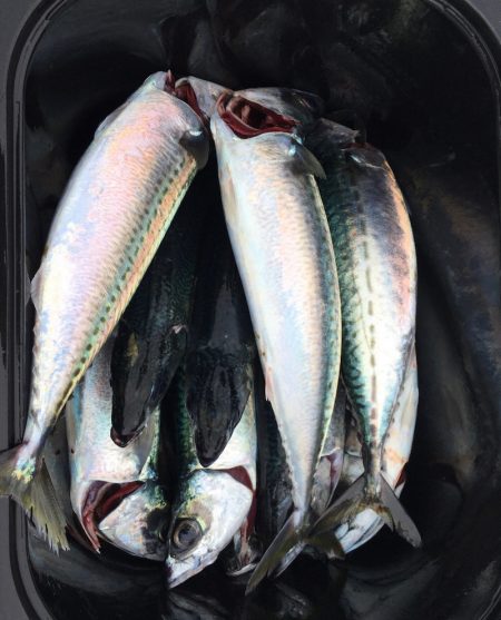 渡船屋たにぐち 釣果