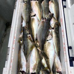 フィッシング　キッタカ 釣果