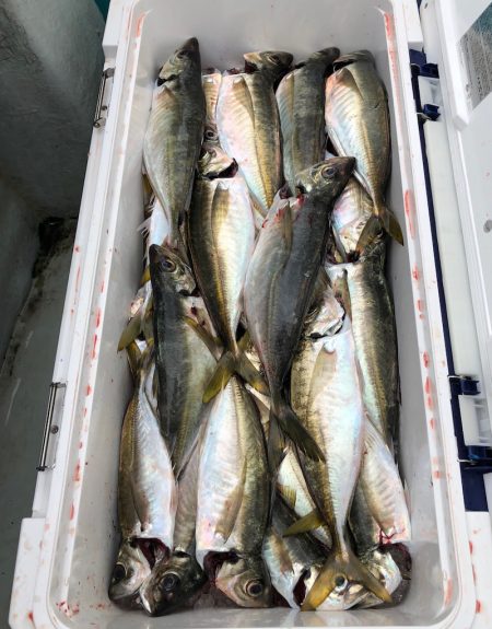 フィッシング　キッタカ 釣果