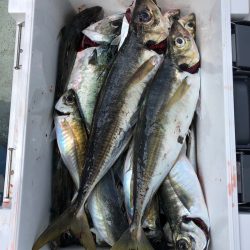 フィッシング キッタカ 釣果