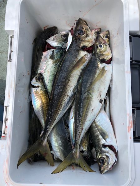 フィッシング キッタカ 釣果