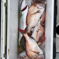 フィッシング　キッタカ 釣果