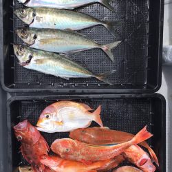 渡船屋たにぐち 釣果