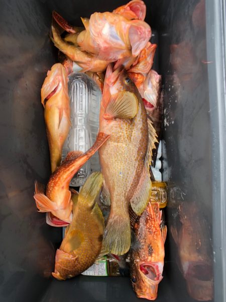 第二八坂丸 釣果