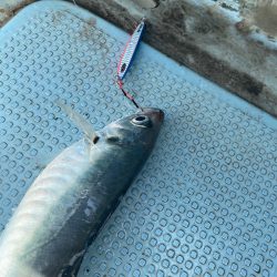 Monster Rush! 釣果