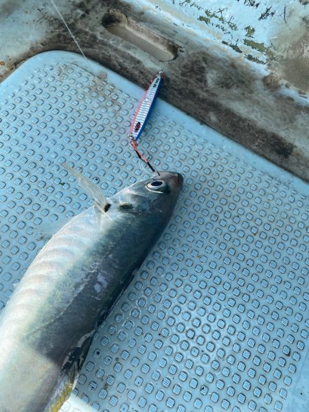 Monster Rush! 釣果