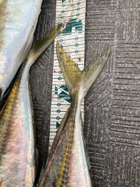 Monster Rush! 釣果