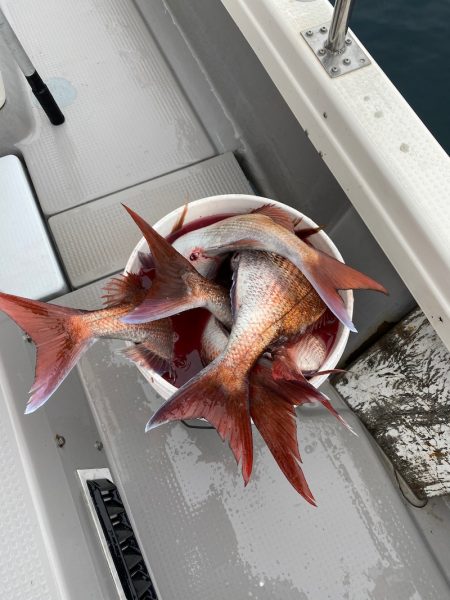 遊漁船ブルーウッズ 釣果