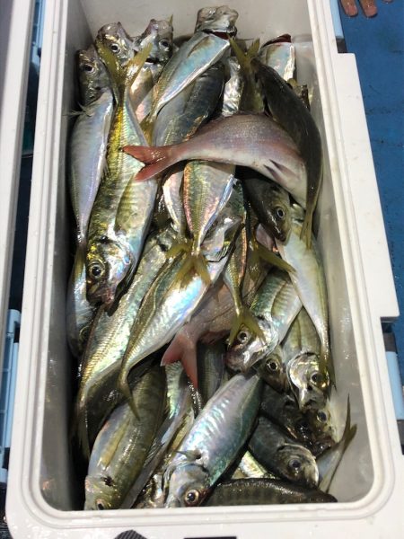 ヤザワ渡船 釣果