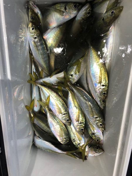 ヤザワ渡船 釣果