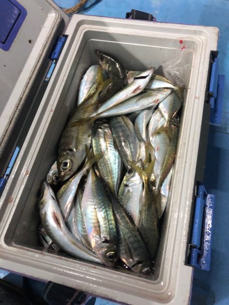 ヤザワ渡船 釣果