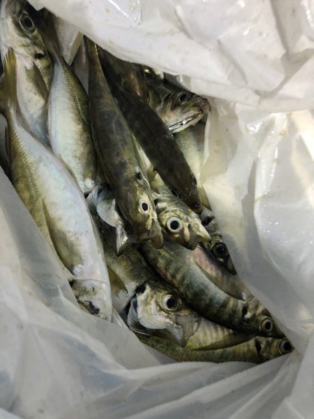 ヤザワ渡船 釣果