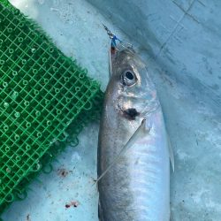 Monster Rush! 釣果