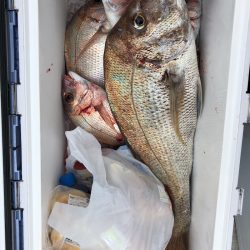 フィッシング キッタカ 釣果