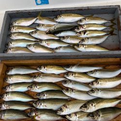 岡田釣船 八英丸 釣果