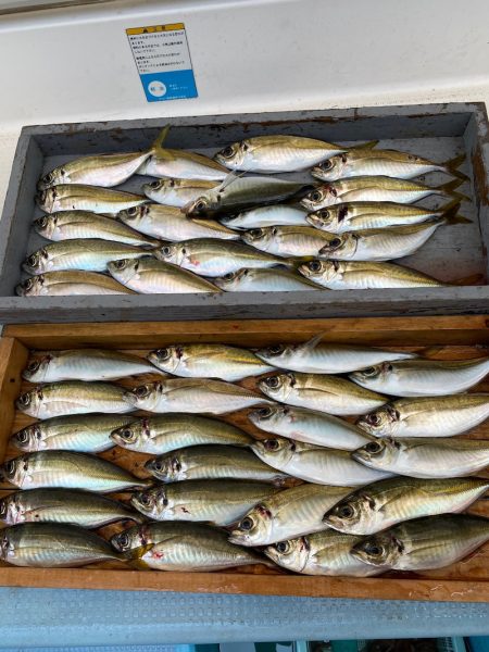 岡田釣船 八英丸 釣果