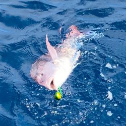 あみや渡船 JIGBOY 釣果