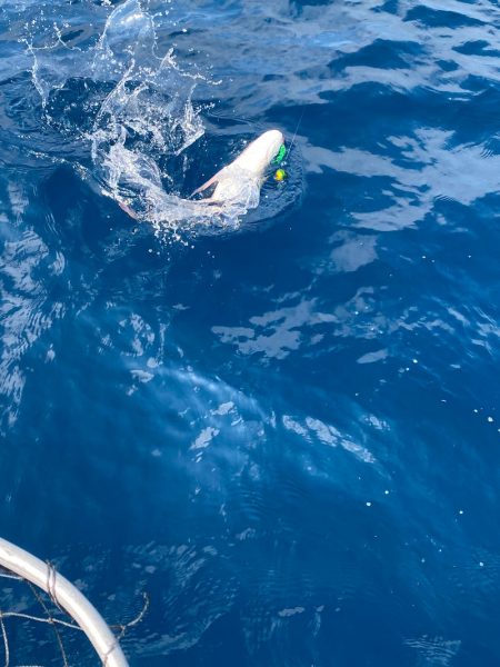 あみや渡船 JIGBOY 釣果