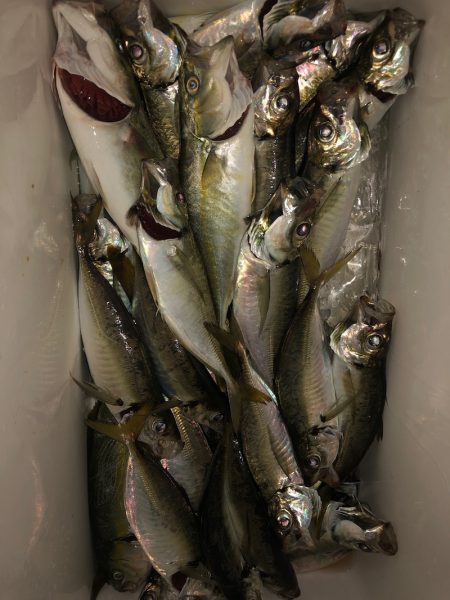 ヤザワ渡船 釣果