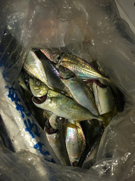 ヤザワ渡船 釣果