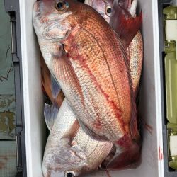 フィッシング キッタカ 釣果