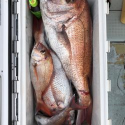 フィッシング キッタカ 釣果