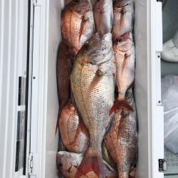 フィッシング キッタカ 釣果