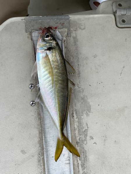 末広丸(熊本) 釣果