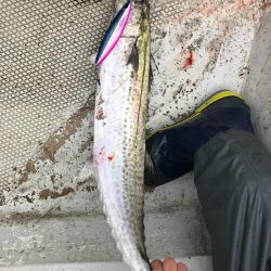 ランスルー 釣果