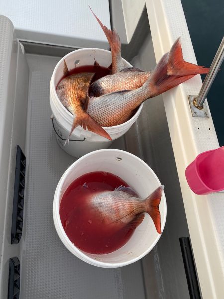 遊漁船ブルーウッズ 釣果