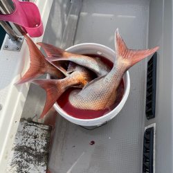 遊漁船ブルーウッズ 釣果