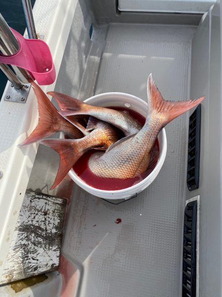 遊漁船ブルーウッズ 釣果