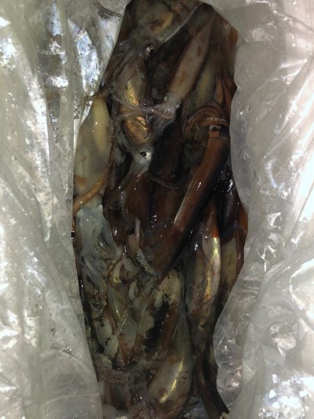 第二八坂丸 釣果