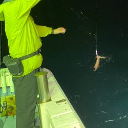 あみや渡船 JIGBOY 釣果