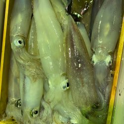 あみや渡船 JIGBOY 釣果